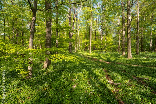 Obraz Blühender Bärlauch Wald