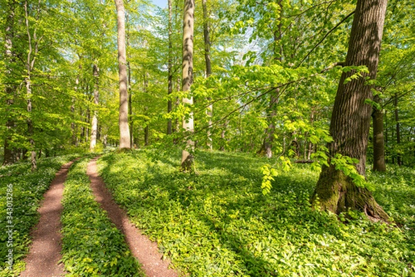 Obraz Blühender Bärlauch Wald