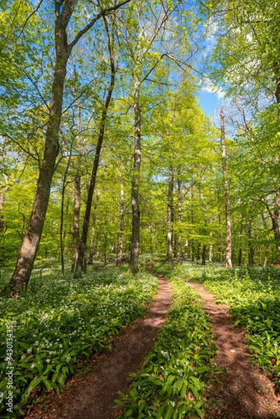 Obraz Blühender Bärlauch Wald