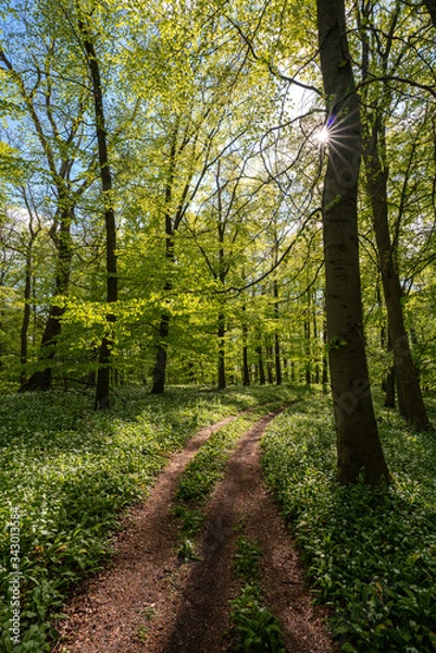 Obraz Blühender Bärlauch Wald