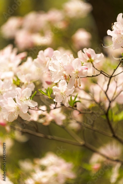 Obraz 철쭉 (Royal azalea)