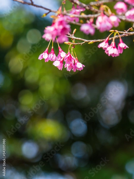Obraz 桜 Cherryblossom 