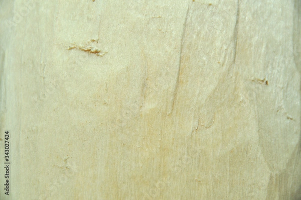 Obraz Structure and texture, birch