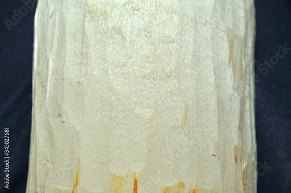 Obraz Structure and texture, birch