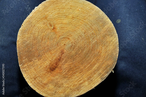 Obraz Structure and texture, birch