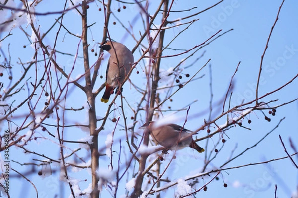 Obraz Waxwings on trees in Siberian winter