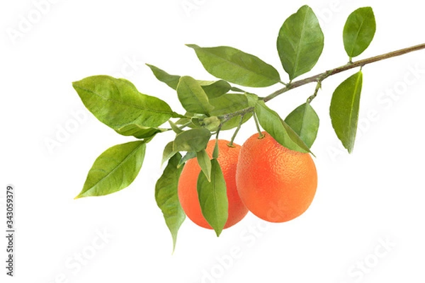 Obraz Orange branch isolated on white