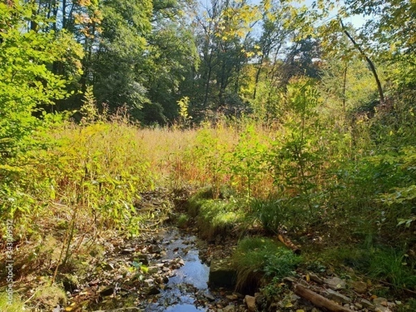 Obraz Backlauf im Wald