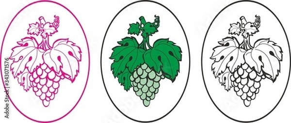 Obraz  Bunch of grapes. Vector image.