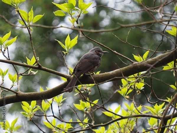 Fototapeta ヒヨドリ
