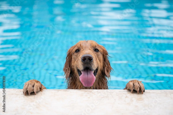 Obraz Golden retriever lying by the pool
