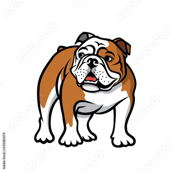 Obraz English bulldog - isolated vector illustration
