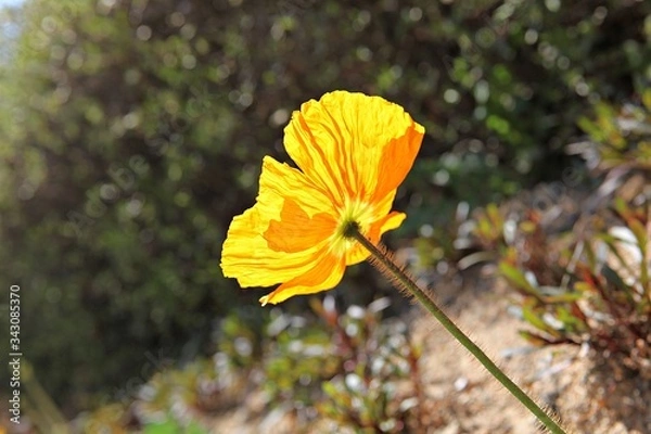 Obraz 한국 인천시 남동구 인천대공원 입니다