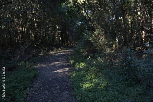 Fototapeta Bosque litoral