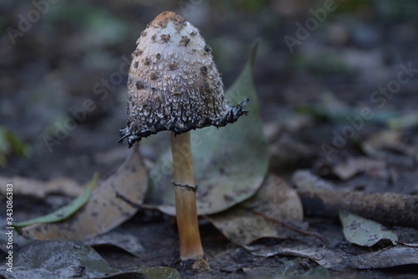 Fototapeta Bosque litoral