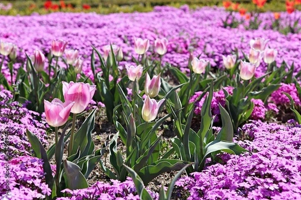 Fototapeta 한국 인천시 남동구 인천대공원 입니다