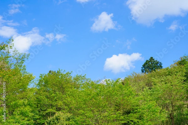 Fototapeta 新緑　青空