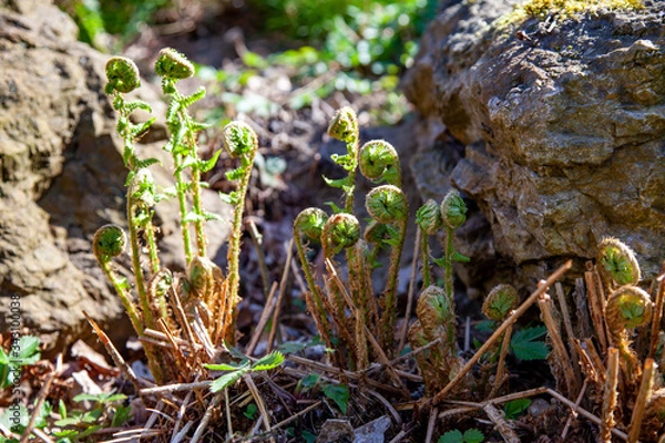 Obraz Growing leaves of young fern in spring
