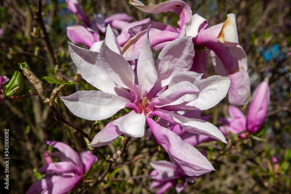 Obraz Large white-pink magnolia flower on a sunny spring day