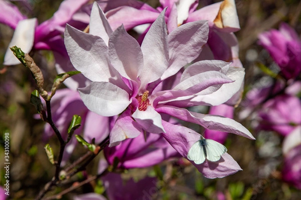 Obraz Large white-pink magnolia flower with a bow tie on a sunny spring day