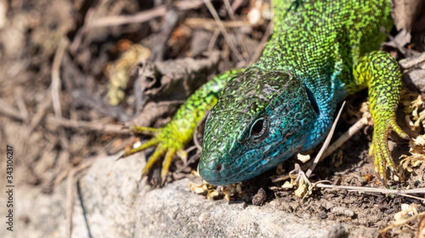 Obraz Smaragdeidechse/ Emerald Lizard