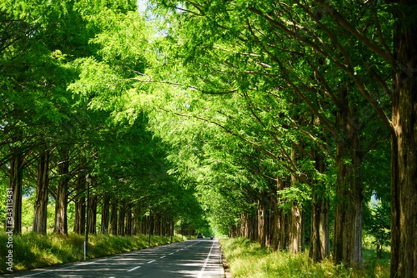 Fototapeta 滋賀県のメタセコイア並木道の新緑