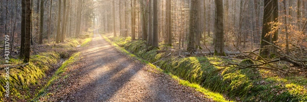 Fototapeta Waldspaziergang