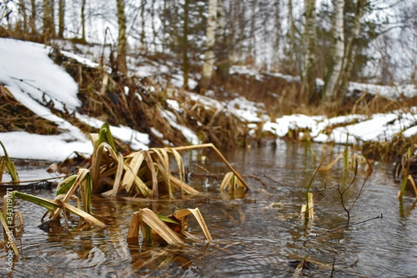 Fototapeta the stream in the forest melted in the spring