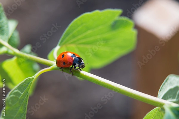 Fototapeta Red ladybug walks on a green stalk of a young plant under sunlight close up in spring. Rope walker bug.