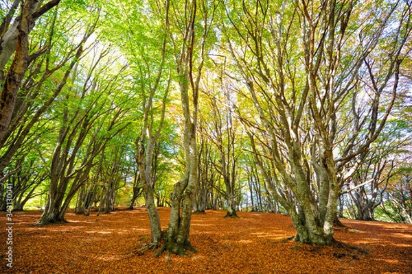 Fototapeta Secular beech forest