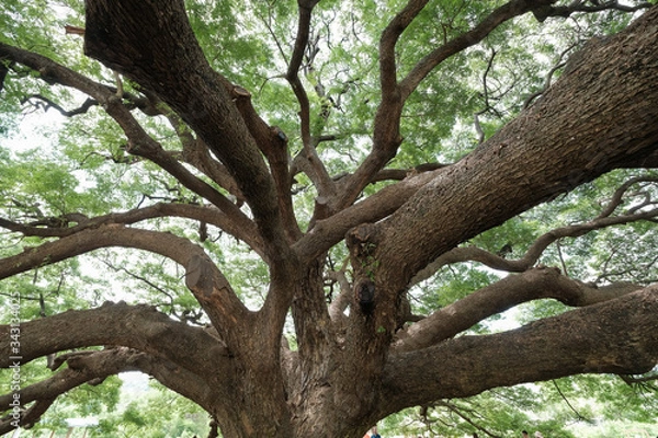 Fototapeta Closeup large mature tree with a lot of branches and green leaves background.
