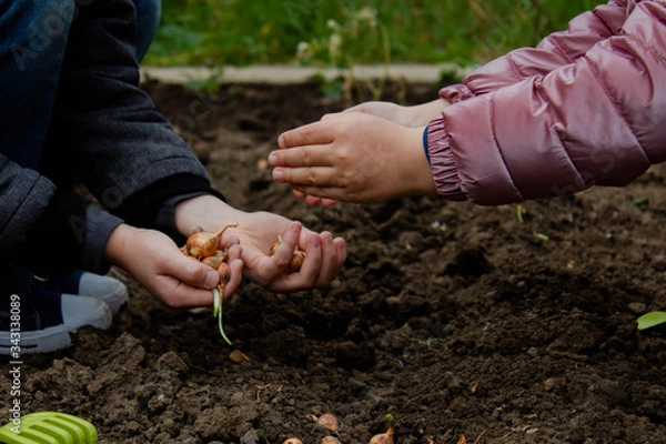 Fototapeta The child and the parent manually put the onions on the soil together, as the concept of maintaining peace