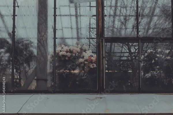Fototapeta a foggy window of botanical garden with colored beautiful flowers inside. Reflection of trees on the window. A rose bush inside. A glass construction of the building. Greenhouse