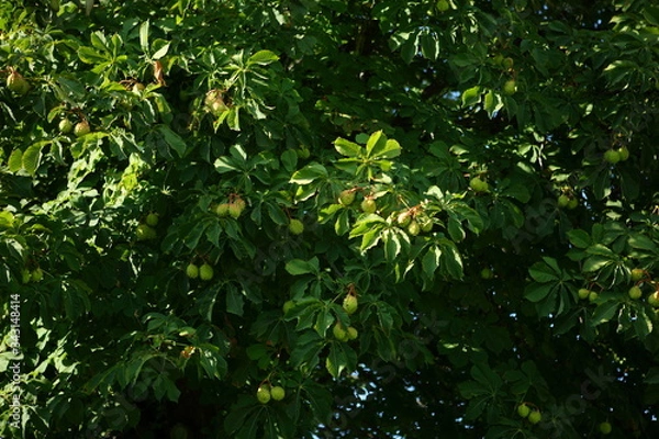 Fototapeta green chestnut tree with fruit