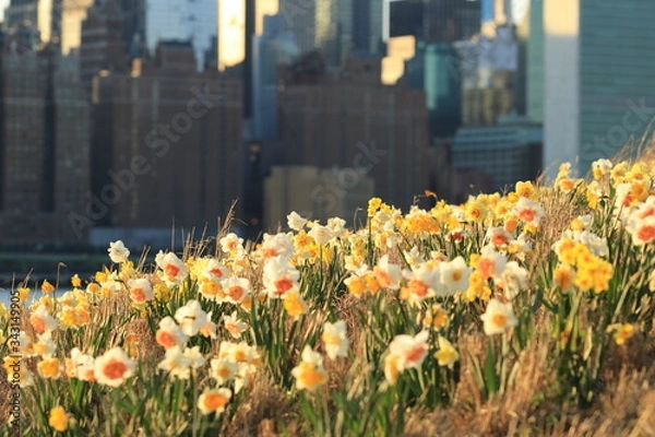 Obraz Spring Easter background with beautiful yellow daffodils in New York