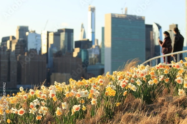 Obraz Spring Easter background with beautiful yellow daffodils in New York