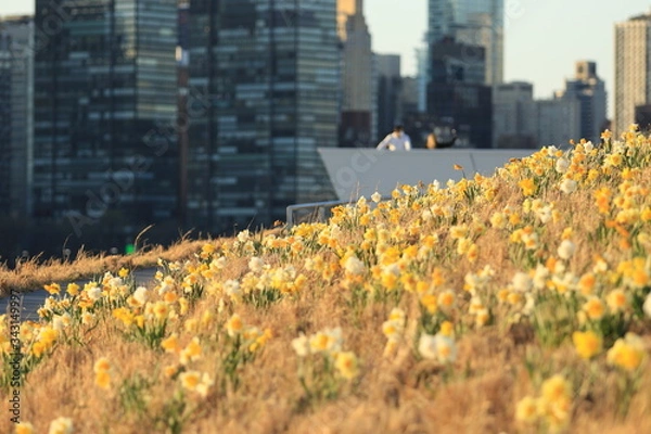 Obraz Spring Easter background with beautiful yellow daffodils in New York