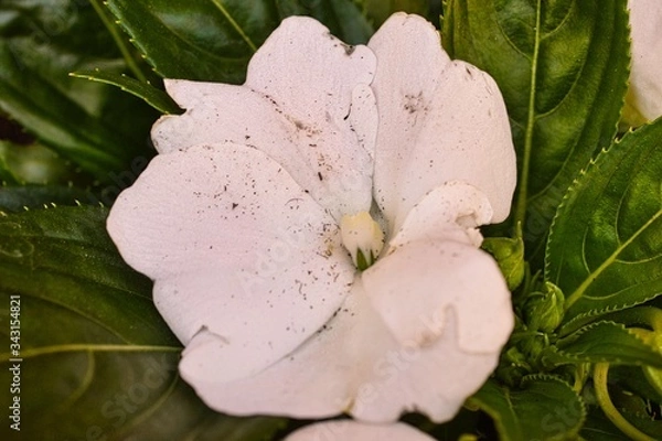 Obraz impatiente blanche