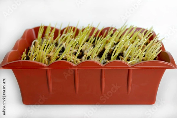 Obraz grass dew  homegrown Cat grass kit organic oats