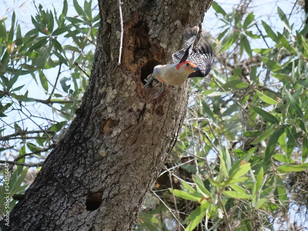 Obraz Red-bellied Woodpecker
