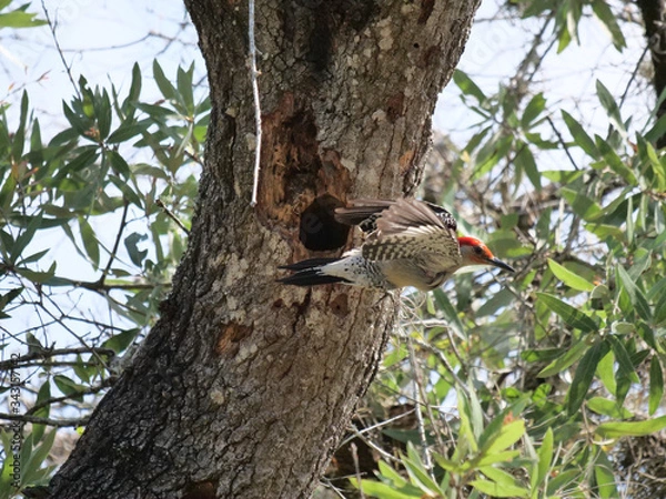 Obraz Red-bellied Woodpecker