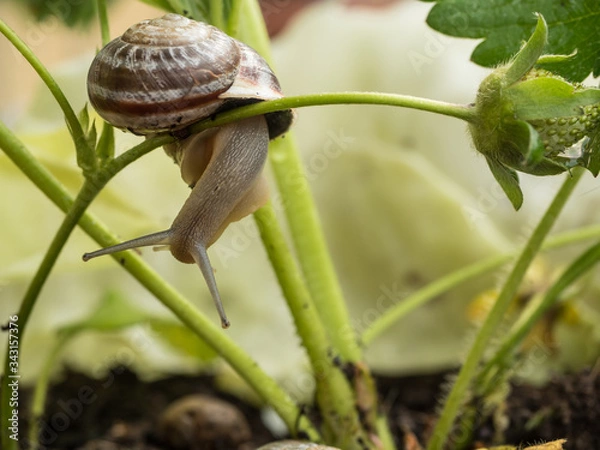 Obraz Snail in a strawberry plant
