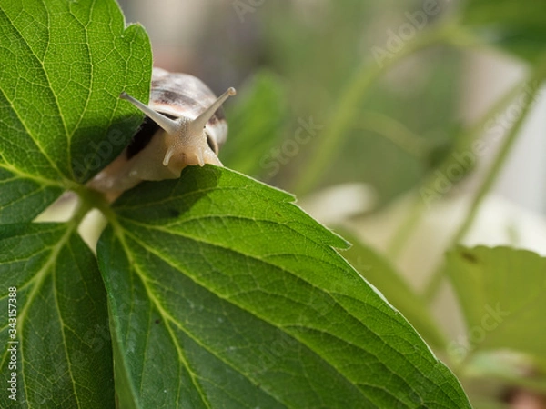 Obraz Snail in a strawberry plant