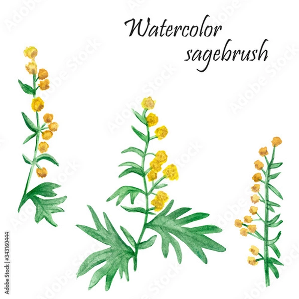 Fototapeta Watercolor hand painted nature herbal plant set with yellow flowers wormwood on green stem with leaves , three sagebrush branches and text collection isolated on the white background