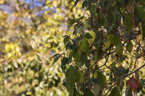 Obraz Leaves on a tree