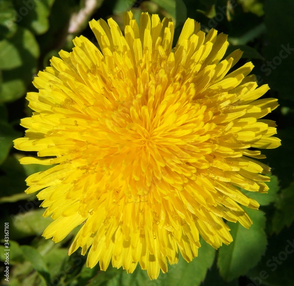 Fototapeta Dandelion flower in spring