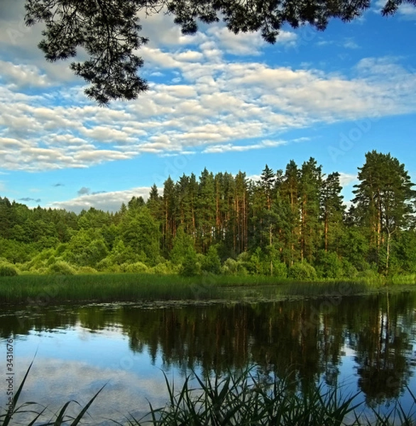 Fototapeta pine group under sunset beams