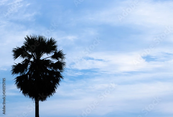 Fototapeta Black silhouette Borassus flabellifer,Asian palmyra palm, toddy palm, sugar palm tree the left side and on blue sky background. copy space.