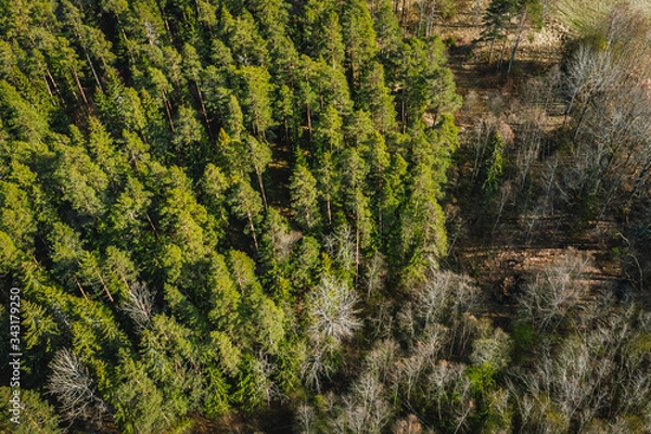 Fototapeta Birds eye view on wild forest area, pine forest background, spring time in nature