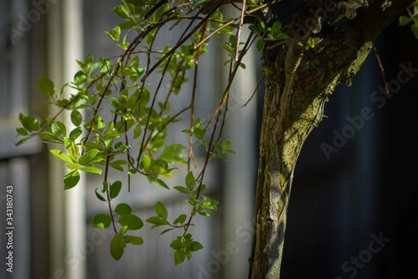 Obraz tree in spring